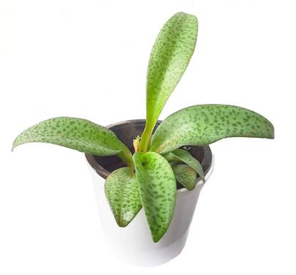 VENBA FARMS Silver Squill, Leopard Lily, Forever Rich Plant Seed
