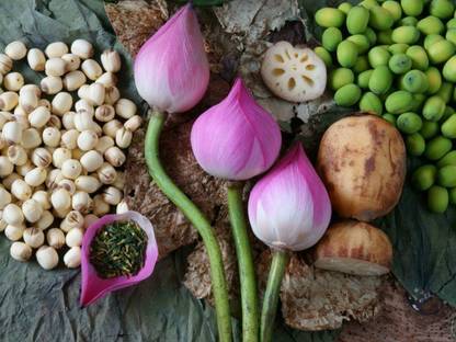 Multiverse HIGH QUALITY LOTUS SEED FOR AGGRICUTURE OR PLANTATION. ORGANIC HIGH QUALITY SEED, LOTUS SEEDS FOR PLANTATION Seed