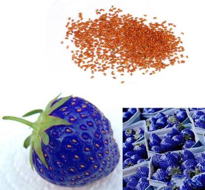 Sagarvanshi Rare Blue StrawBerry Fruit Seed Seed