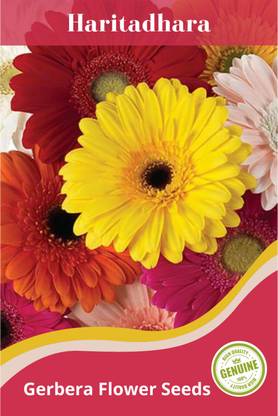 Haritadhara Gerbera Flower Seeds Seed