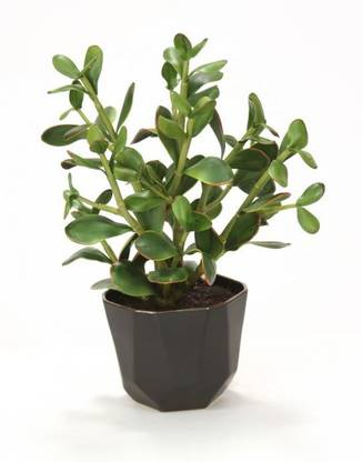 Grinian Crassula Plant