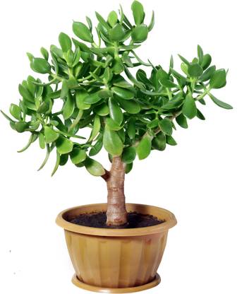 Grinian Crassula Plant