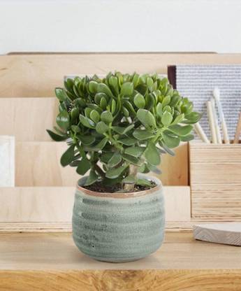 Grinian Crassula Plant