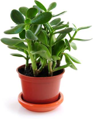 Grinian Crassula Plant