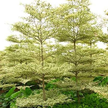 The Nursery Terminalia/Arjuna Plant