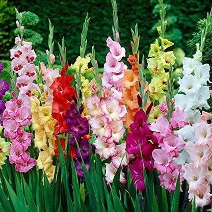 CosaCentrum Gladiolus bulbs (Random color) - Bulbs (set of 10) Seed