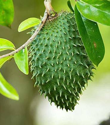 PLNZLY Lakshman Phal Plants Seed