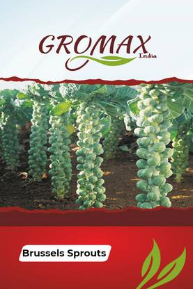 Gromax India Brussels Sprouts Seed