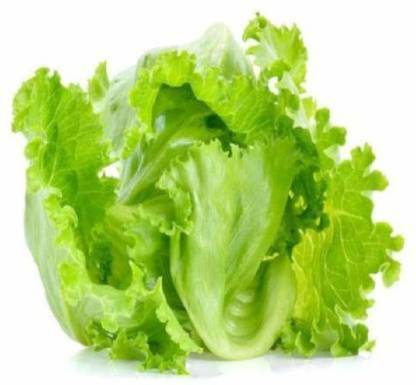 TRUPHE Lettuce Ice Berg Seeds, Iceberg Seeds Seed