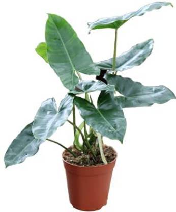 ashokavanam Philodendron Burle Marx Plant