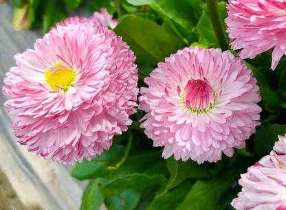 Pioneer Natural Common Daisy, Bellis Pomponette, Daisy Double Mix Flower Seed