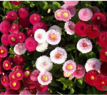 Pioneer Natural Bellis perennis, English Daisy, Common Daisy Double Mix Flower Seed