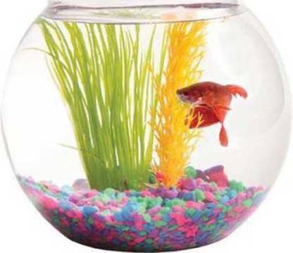 KAPDOLIYAS 3 L Fish Bowl