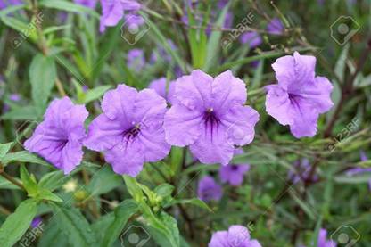 ashokavanam Snapdragon Root Plant