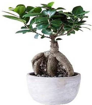 ashokavanam Ficus Bonsai Plant