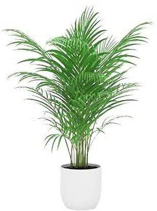 ashokavanam Table Palm Plant