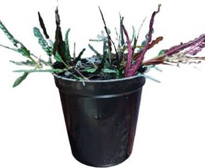 ashokavanam Razor Leaf Plant