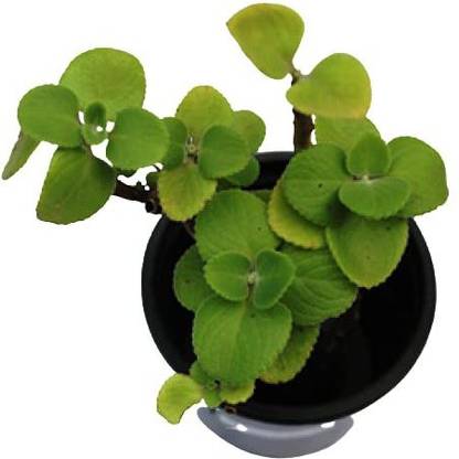 ashokavanam Mexican Mint Plant
