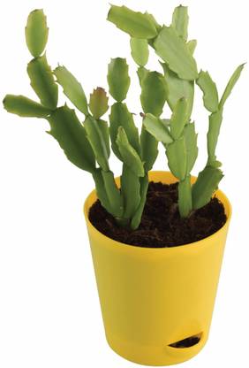 living colours farm Christmas Cactus Plant
