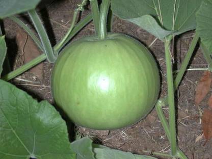 golden hills farm High Yield Rare Round Bottle Gourd (Lauki) Seed