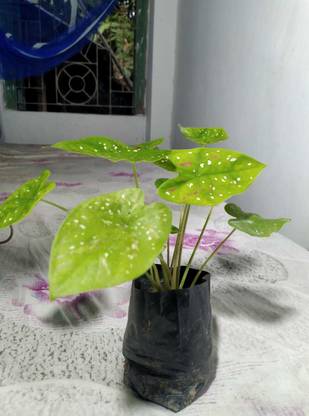 KUMUBON Caladium Plant