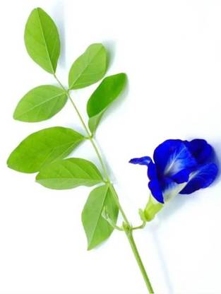 plantsworld Aparajita, Butterfly Pea, Clitoria ternatea Flower Seed