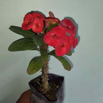PLaNeTreee Cactus Opuntia Microdasys Plant