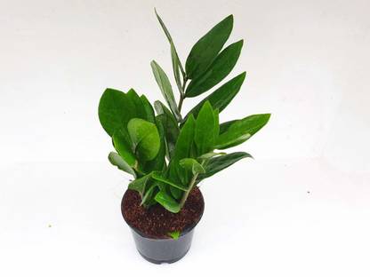 ENRICH PLANTS Zamia Zz