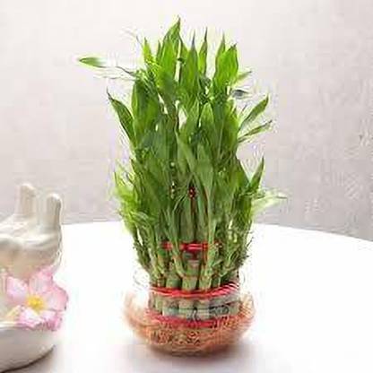 ENRICH PLANTS Lucky Bamboo Straight Stick