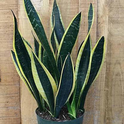 Indian Flora Snake Plant