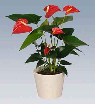 Indian Flora Anthurium Plant