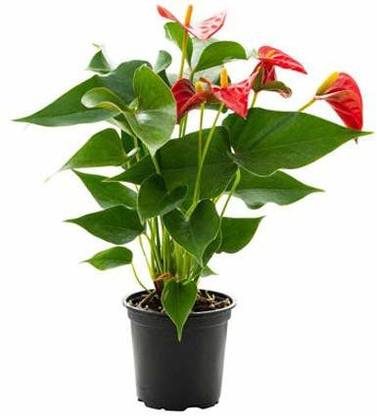 ENRICH PLANTS Anthurium Plant