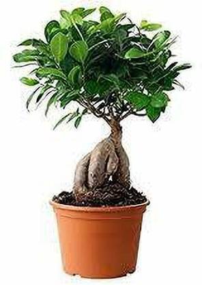 ENRICH PLANTS Ficus Bonsai Plant