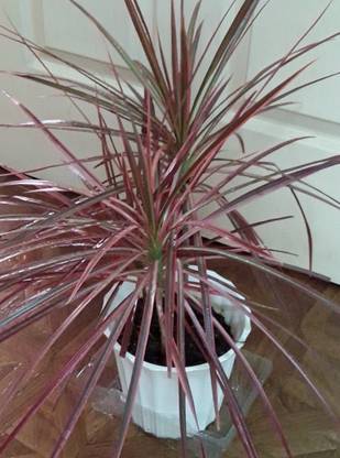 K,M.GREEN Dracaena Plant
