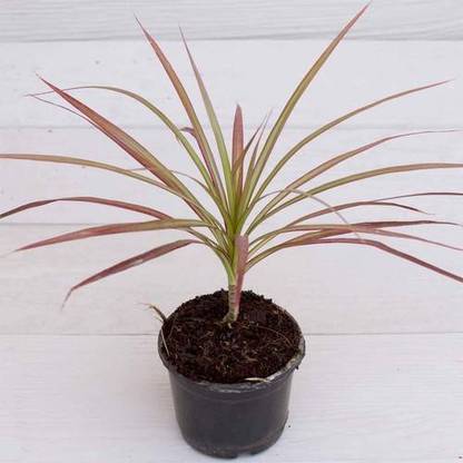 Amazing Gurden Dracaena Colorama Plant