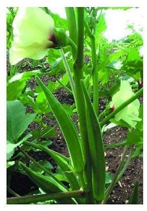 CYBEXIS ATS-33 - Okra Lady’s Finger F-1 Hybrid - (150 Seeds) Seed