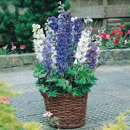 MAA Delphinium Seed