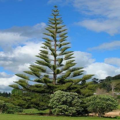 SHOP 360 GARDEN Araucaria cookii, Cook pine - Evergreen Coniferous tree Seeds For Growing - Pack of 25 Seeds Seed