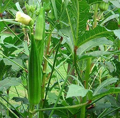 MKR Enterprises Bhindi Seed