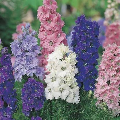Aro Delphinium Seed