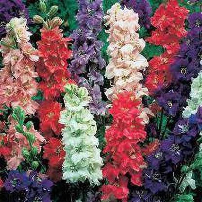 Chalisa Delphinium, Delphinium elatum Seed