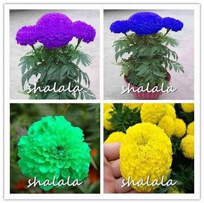 party wow marigold Seed