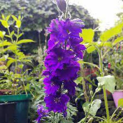 Chalisa Delphinium, Delphinium elatum Seed