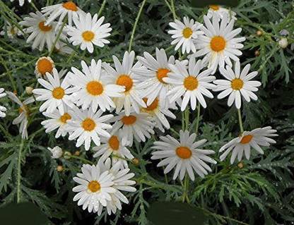 CYBEXIS XLR-74 - White Daisy Sunflower Family - (180 Seeds) Seed
