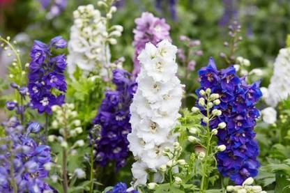 Chalisa Delphinium, Delphinium elatum Seed