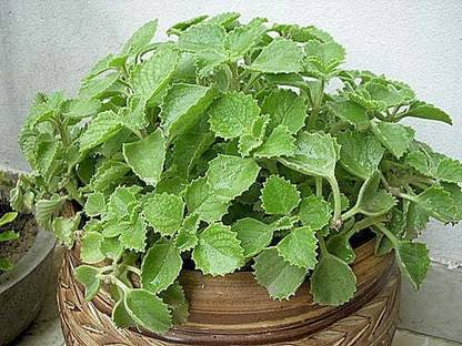 Gardeners Choice Ajwain Plant