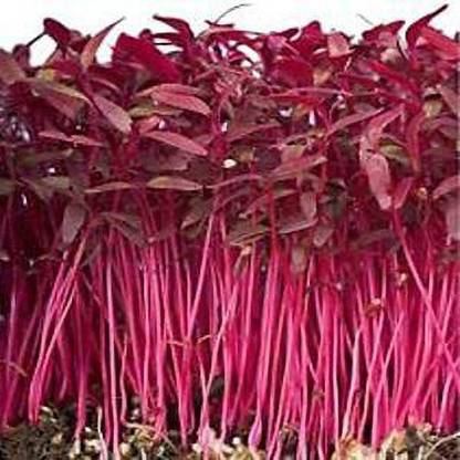 KANAYA Amaranth Seeds (Laal Saag) Cholai Seed
