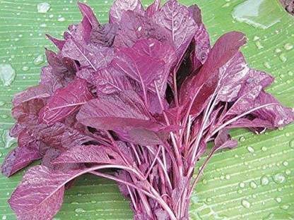 KANAYA Amaranthus Leaf Cholai Red Saag Seed