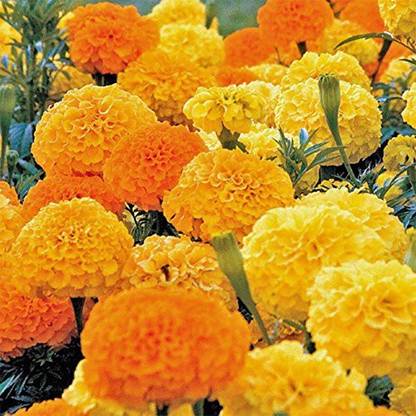 MKR Enterprises Marigold Seed