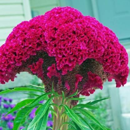 YI Saler Celosia Flower, Cockscomb Flower, pack contains more than 50 Seed